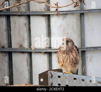 Recentemente volato gheppio (Falco tinnunculus) su Farm 05 Foto Stock