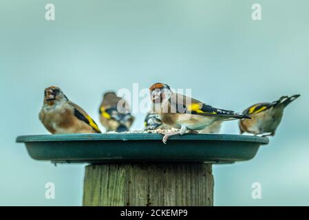 Un gregge di uccelli Goldfinch che si nutrono su un piatto di semi. Goldfinch. Uccello giardino comune britannico. Foto Stock