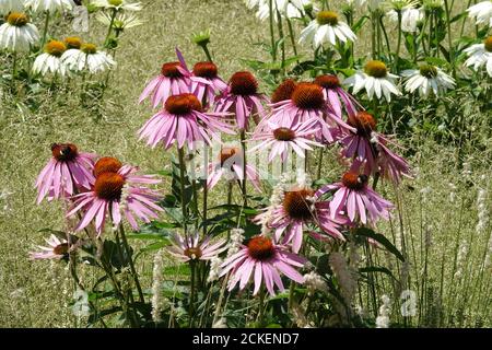 Fiori di coneflowers bianchi viola in fiore in erba fiori di luglio Foto Stock