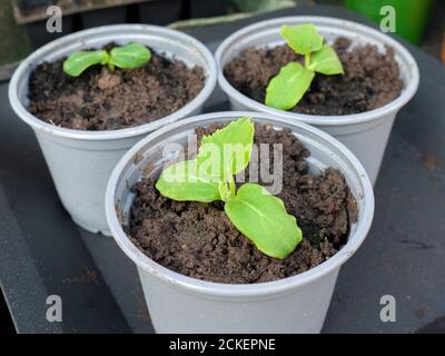 Cuccioli di cetriolo (Cucumis sativus) piantine che crescono in composto riempivano vasi nella serra di un giardiniere dilettante in primavera. Foto Stock