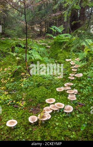 anello delle fate in una foresta in autunno Foto Stock