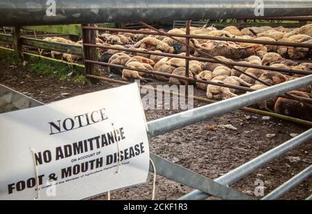 Ovini macellati nell'epidemia di afta epizootica del 2001 a Cumbria, Regno Unito. Foto Stock