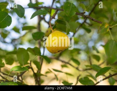 Pera gialla chiamata 'Viljamovka ' su albero a fine estate giorno Foto Stock