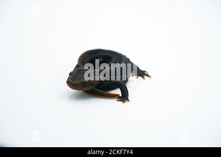 Coccodrillo newt (Tylogottriton panhai) in piedi sullo studio di sfondo bianco Foto Stock