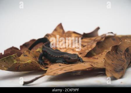 Novo di coccodrillo (Tylottriton panhai) in piedi su foglie essiccate Foto Stock