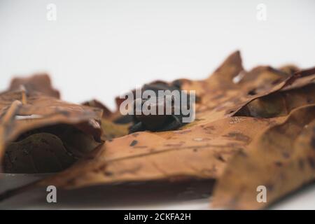 Novo di coccodrillo (Tylottriton panhai) in piedi su foglie essiccate Foto Stock