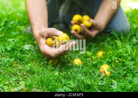 Uomo mani raccogliere le pere cadute dall'erba e raccogliere loro per preparare rakia - bevanda alcolica forte Foto Stock