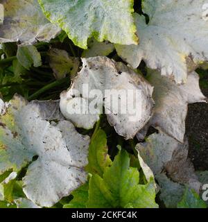 Questa immagine mostra la fase avanzata della muffa in polvere che colpisce le foglie di UNA ZUCCA. La muffa in polvere è una malattia fungina che colpisce una vasta gamma di piante. Le malattie della muffa in polvere sono causate da molte specie differenti di funghi nell'ordine Erysifales, con Podosphera xanthi che è la causa più comunemente riportata. Comune sulle ZUCCHINE DEI CETRIOLI DELLE ZUCCHE ed altri membri della famiglia DELLA ZUCCA. Foto Stock