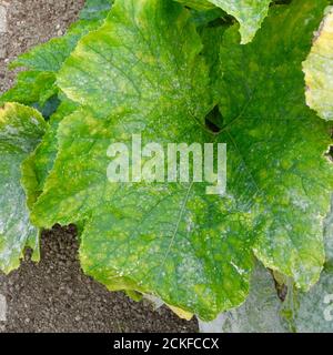 Questa immagine mostra la fase molto precoce di muffa in polvere che colpisce le foglie di una ZUCCA piccole macchie di bianco sono solo evidenti. La muffa in polvere è una malattia fungina che colpisce una vasta gamma di piante. Le malattie della muffa in polvere sono causate da molte specie differenti di funghi nell'ordine Erysifales, con Podosphera xanthi che è la causa più comunemente riportata. Comune sulle ZUCCHINE DEI CETRIOLI DELLE ZUCCHE ed altri membri della famiglia DELLA ZUCCA. Foto Stock