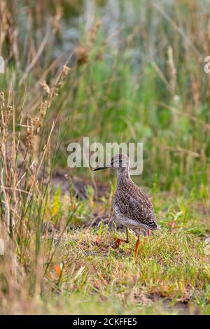 Redshank (Tringa totanus) nelle paludi saline dell'isola della Frisia orientale Juist, Germania. Foto Stock