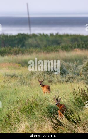 Capriolo europeo (Capreolus capreolus) sull'isola della Frisia orientale Juist, Germania. Foto Stock