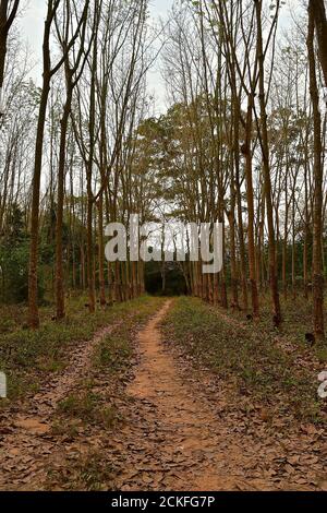 Vista prospettica di file parallele di alberi di gomma in una piantagione di gomma in Malesia. Foto Stock