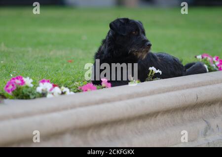 Cane domestico Canis lupus familiaris su un giardino. Piazza della Costituzione. Santiago del Cile. Cile. Foto Stock