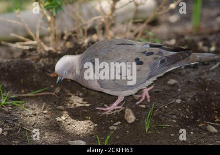 Nutrimento della colomba di Zenaida auriculata. Santiago del Cile. Cile. Foto Stock