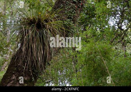 Chupalla Fascicularia bicolore su un albero. Cerro Nielol Monumento naturale. Temuco. Regione di Araucania. Cile. Foto Stock