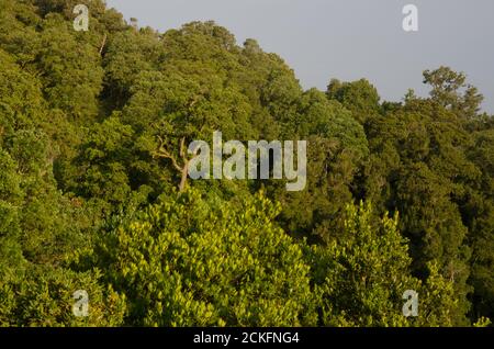 Foresta nel Cerro Nielol Monumento Naturale. Temuco. Regione di Araucania. Cile. Foto Stock