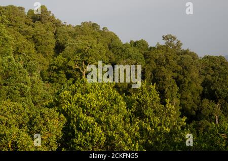 Foresta nel Cerro Nielol Monumento Naturale. Temuco. Regione di Araucania. Cile. Foto Stock