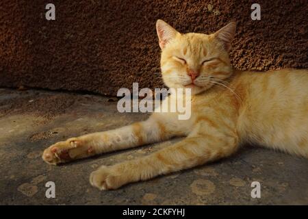 un bel gatto zenzero dorme vicino alla casa in estate giorno Foto Stock