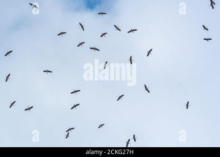 Un gregge di cicogna bianca (Ciconia ciconia) In volo su migrazione fotografata in Israele Foto Stock