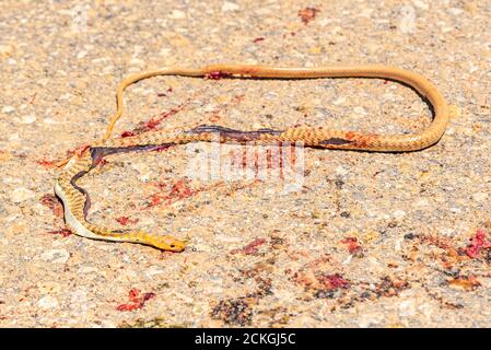 Un serpente è stato percorso da un veicolo su una strada nel deserto di Negev, Israele Foto Stock