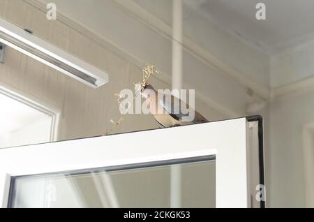 Pigeon con un ramoscello nel suo becco siede sul cornice della finestra all'interno della stanza Foto Stock