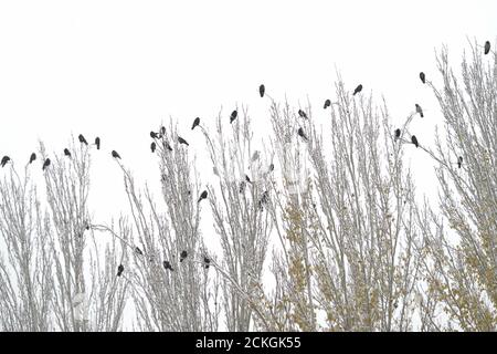 Molti uccelli neri perch in cima agli alberi in inverno durante la neve Foto Stock