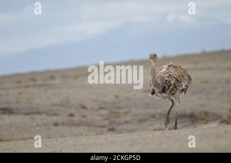 La pennata rhea Rhea di Darwin si trova nella riserva del porto di Pecket. Provincia di Magallanes. Magallanes e Regione Cilena Antartica. Cile. Foto Stock