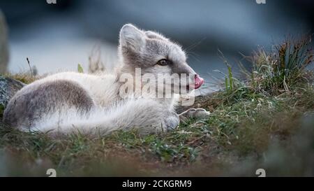 Arctic Fox (Vulpes vulpes lagopus) Foto Stock