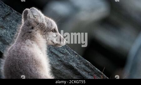 Arctic Fox (Vulpes vulpes lagopus) Foto Stock