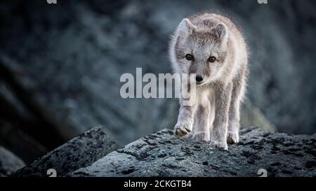 Arctic Fox (Vulpes vulpes lagopus) Foto Stock