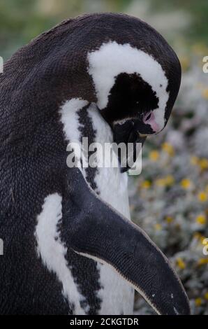 Pinguino magellanico Speniscus magellanicus preening. Otway Sound e riserva dei pinguini. Magallanes. Magallanes e Regione Cilena Antartica. Cile. Foto Stock