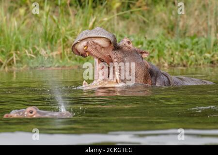 L'ippopotamo comune (Hippopotamus anfibio) aprendo la sua bocca grande, Murchison Falls National Park, Uganda. Foto Stock