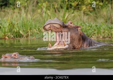 L'ippopotamo comune (Hippopotamus anfibio) aprendo la sua bocca grande, Murchison Falls National Park, Uganda. Foto Stock