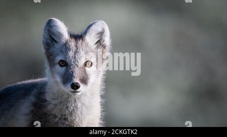 Arctic Fox (Vulpes vulpes lagopus) Foto Stock