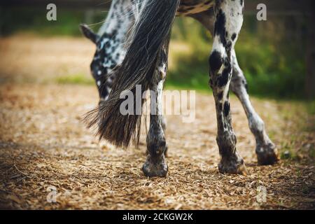 Un cavallo macchiato con una coda che fluttering nel vento si trova in un paddock di segatura e mangia l'erba in una giornata estiva. La cura del cavallo. Foto Stock