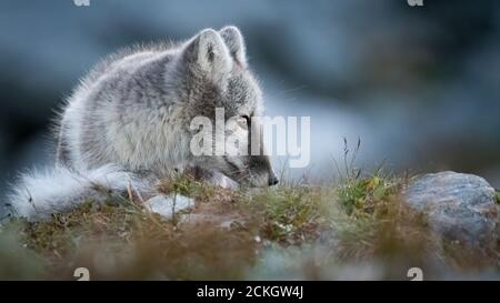 Arctic Fox (Vulpes vulpes lagopus) Foto Stock