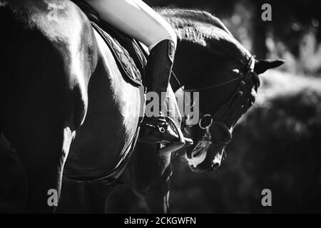 Immagine in bianco e nero di un cavallo da corsa sportivo con un cavaliere seduto in sella e il piede tenuto in una staffa alla luce del sole. Foto Stock