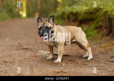 Ritratto di bulldog francese purebred che cammina nella foresta all'aperto Foto Stock