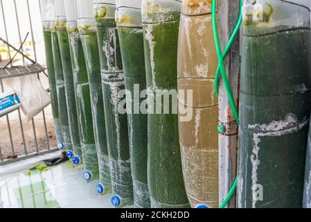 Le cisterne di alghe utilizzate per alimentare le tartarughe marine il Centro Nazionale di salvataggio delle tartarughe marine gestito dall'autorità israeliana per la natura e i parchi. Il centro era est Foto Stock