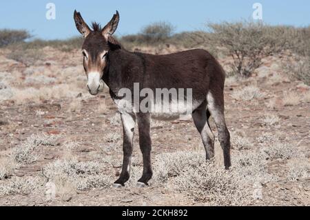 Asino in piedi vicino ad un villaggio in Namibia Foto Stock