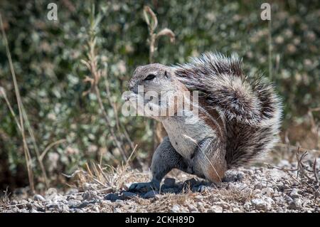 Mangiare Cape Ground Squirrel nel Etosha National Park in Namibia Foto Stock