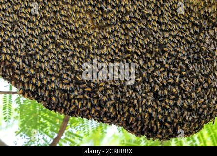 Primo piano grande arnia gigante di miele api su un ramo Foto Stock