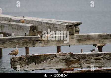 Anatre crestate della Patagonia Lophonetta specularoides specularoides e gabbiano dei delfini Leuphaeus scoresbii. Molo di Loreto. Punta Arenas. Magellanes. Cile. Foto Stock