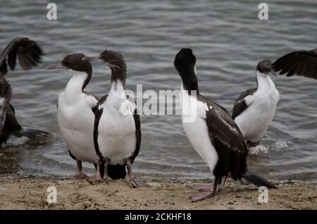 Albiciti Leucarbo imperiali nella costa di Punta Arenas. Provincia di Magallanes. Magallanes e Regione Cilena Antartica. Cile. Foto Stock