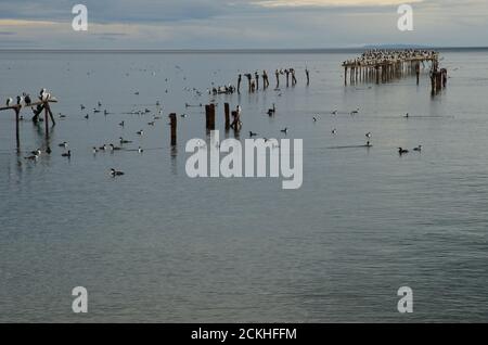 Albiciti Leucarbo imperiali nella costa di Punta Arenas. Provincia di Magallanes. Magallanes e Regione Cilena Antartica. Cile. Foto Stock