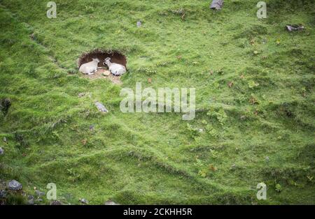 Una pecora e una capra si nascondono al foro sul lato di una collina sull'isola di Skye, Scozia Foto Stock