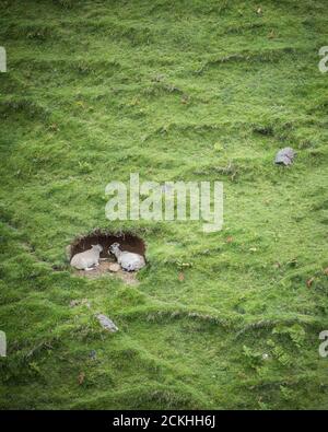 Una pecora e una capra si nascondono al foro sul lato di una collina sull'isola di Skye, Scozia Foto Stock