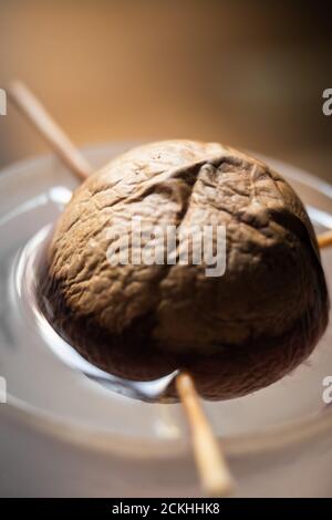 Nucleo di avocado germinante nel suo bicchiere d'acqua Foto Stock