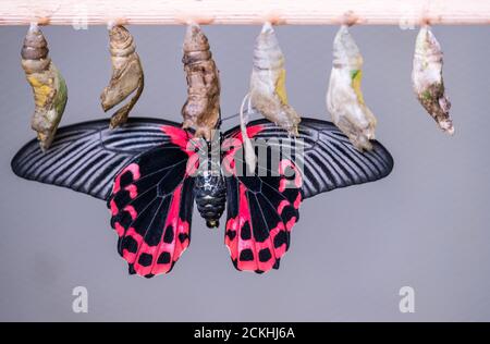 Maschio Grande Mormon (papilio memnon) farfalla arroccata su crisalide Foto Stock