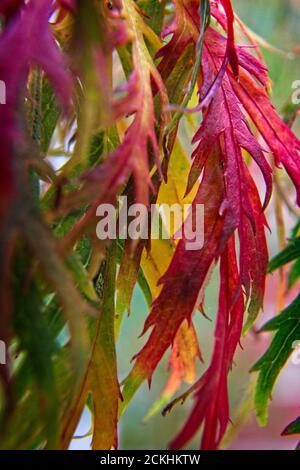 Primo piano immagine delle foglie Acer che si trasformano da verde a rosso in autunno prima dell'autunno. Foto Stock